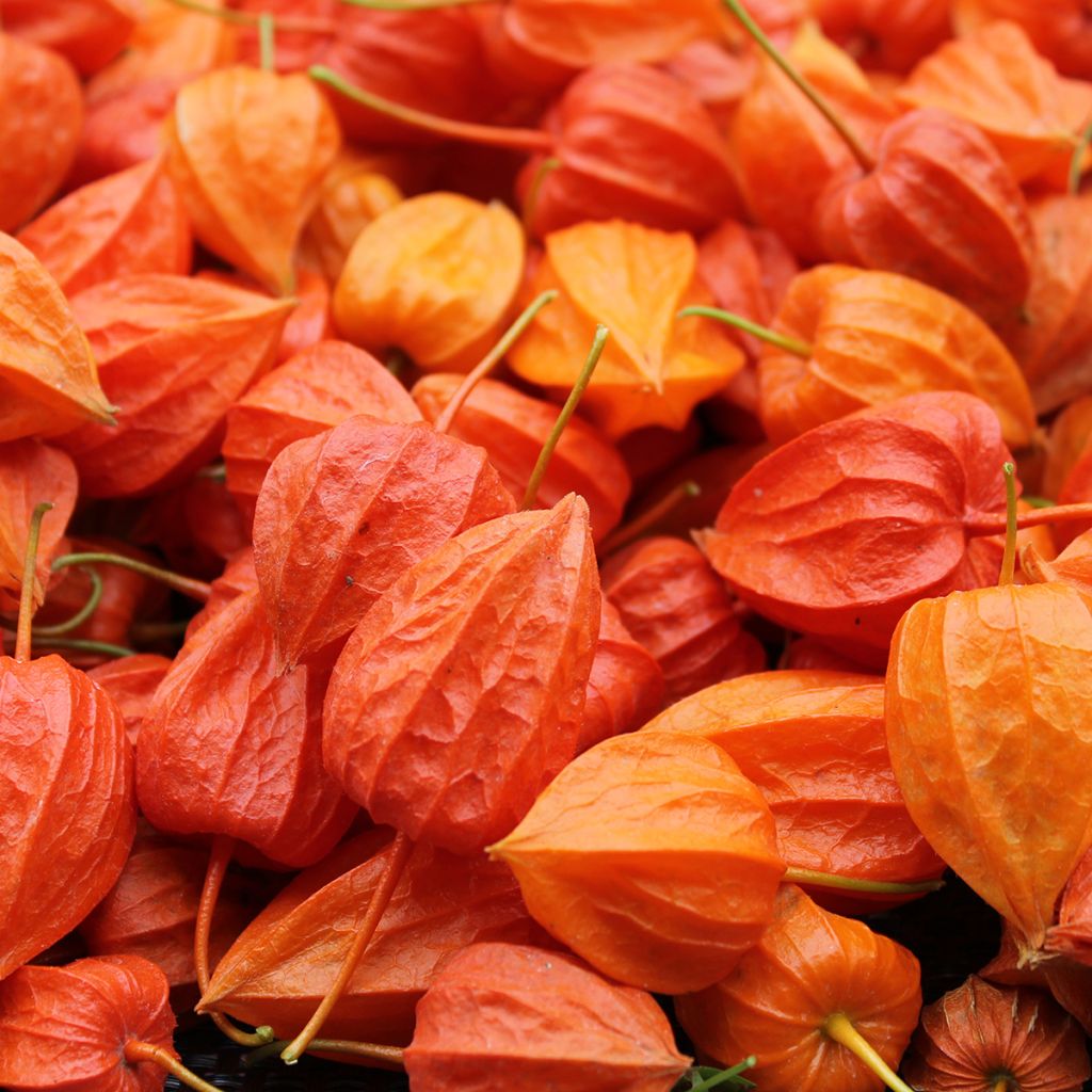 Graines de Physalis alkekengi - Amour en cage