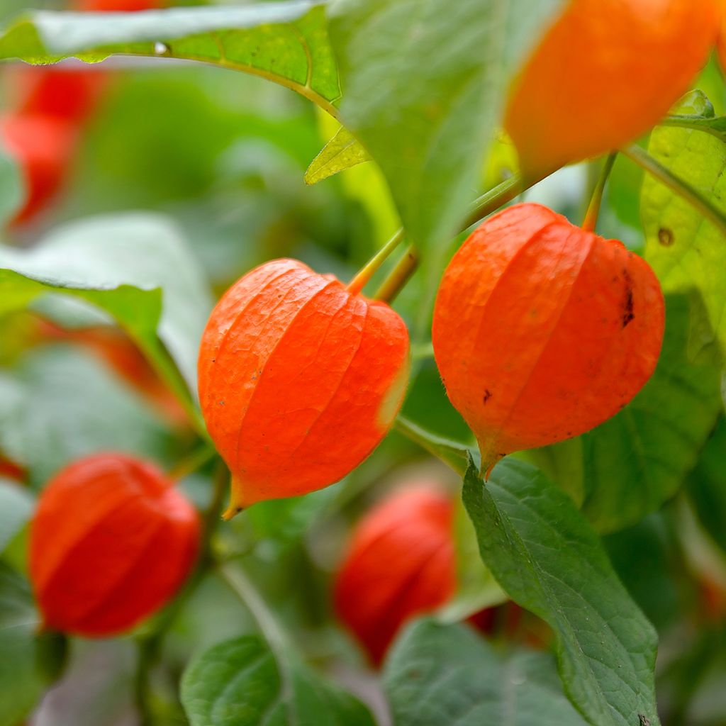 Graines de Physalis alkekengi - Amour en cage