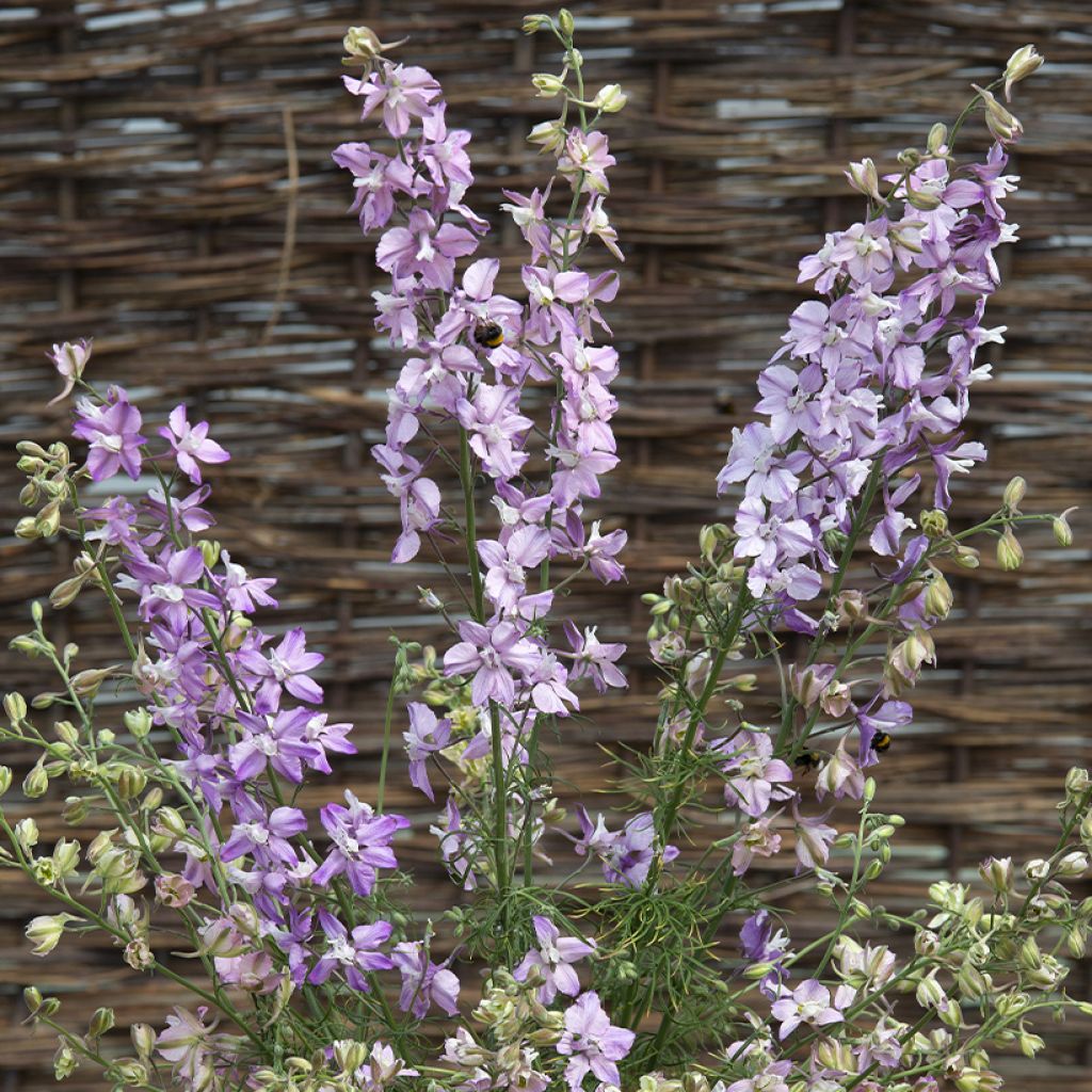 Graines de Delphinium consolida Fancy Belladonna - Pied d'Alouette annuel