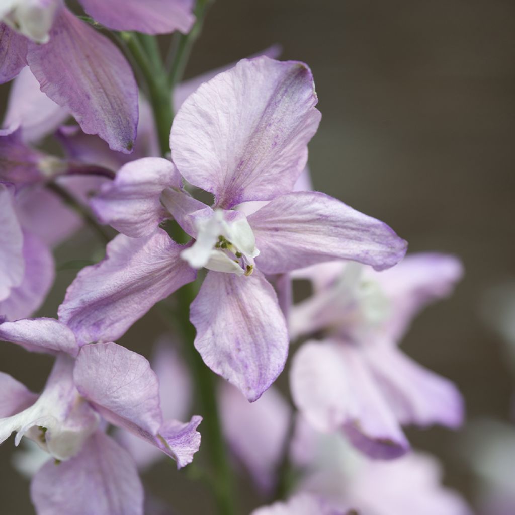 Graines de Delphinium consolida Fancy Belladonna - Pied d'Alouette annuel