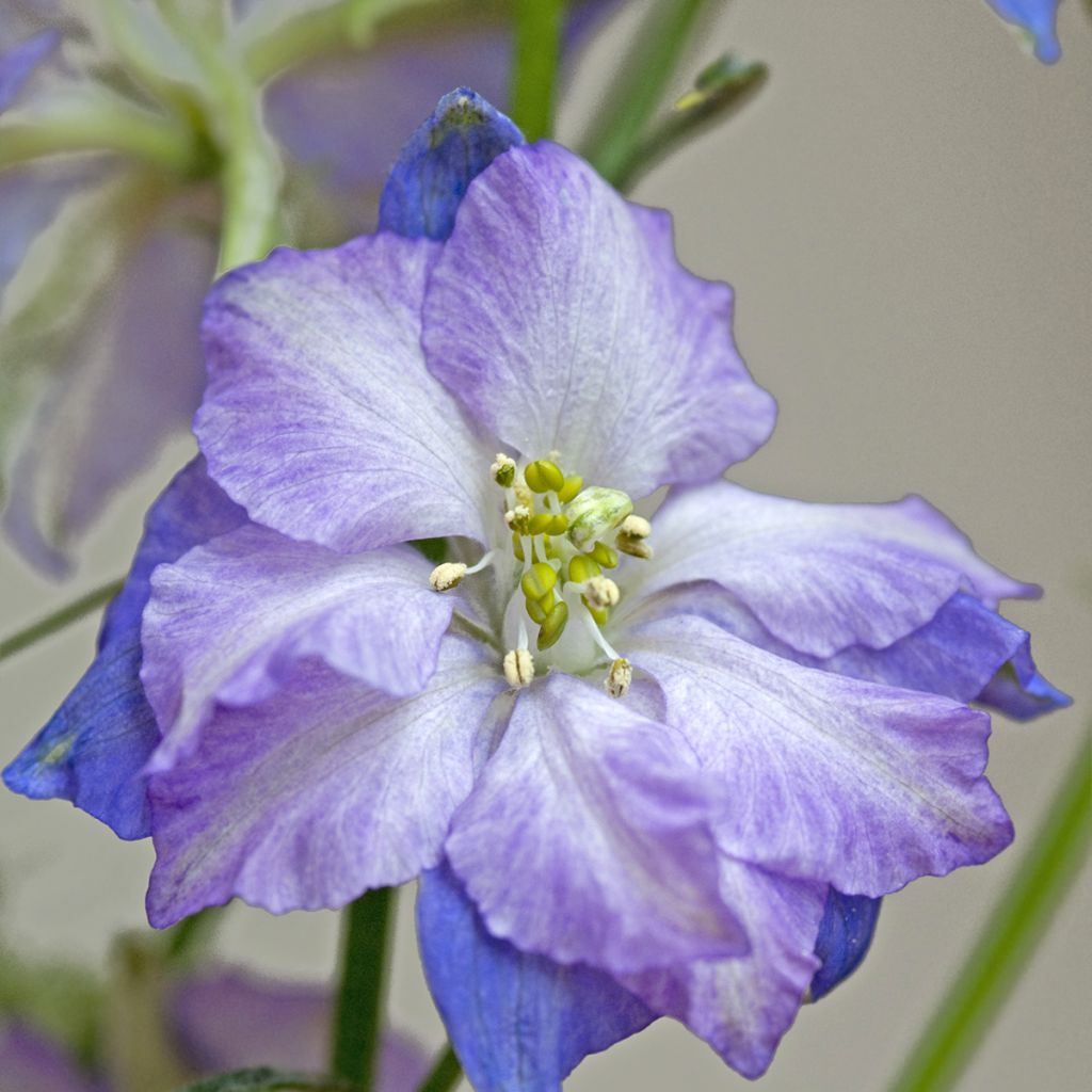 Graines de Delphinium Fancy Purple Picotee - Pied d'Alouette annuel
