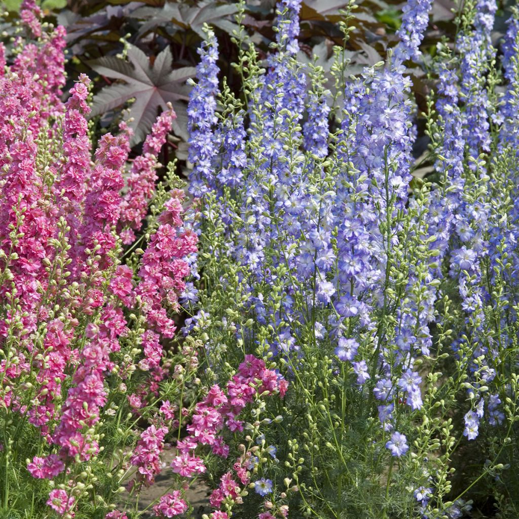 Graines de Delphinium Fancy Purple Picotee - Pied d'Alouette annuel