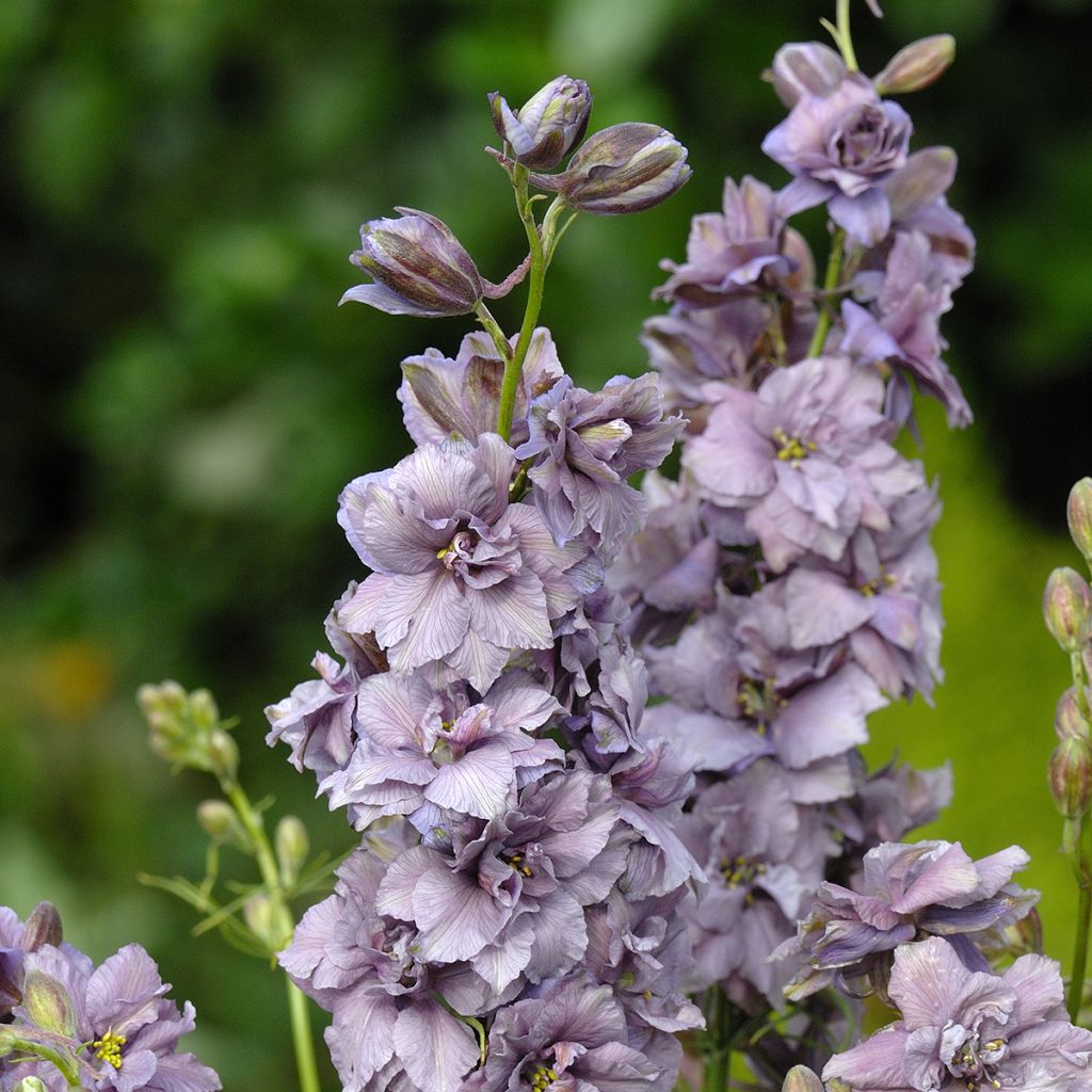 Graines de Delphinium consolida Misty Lavender - Pied d'Alouette annuel