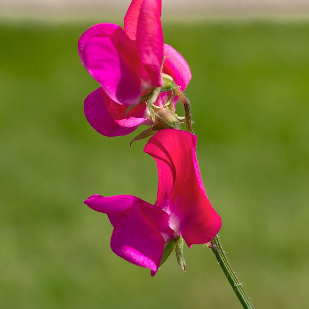 Graines de Pois de Senteur Miss Willmott - Lathyrus odoratus
