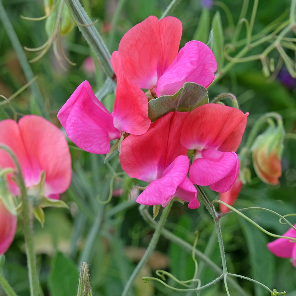 Graines de Pois de Senteur Miss Willmott - Lathyrus odoratus
