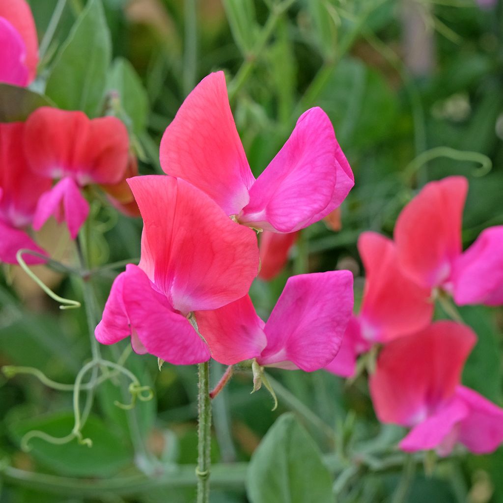 Graines de Pois de Senteur Miss Willmott - Lathyrus odoratus