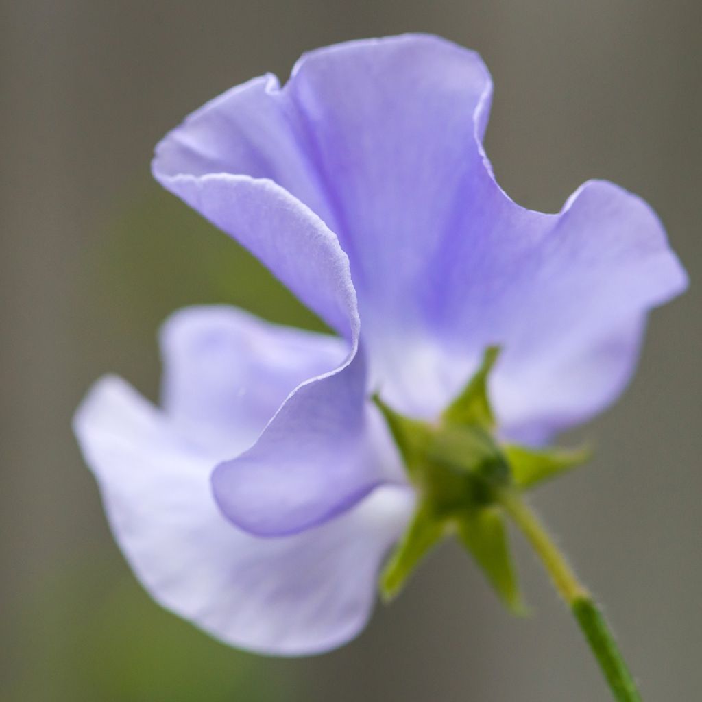 Graines de Pois de Senteur Spencer Noel Sutton - Lathyrus odoratus