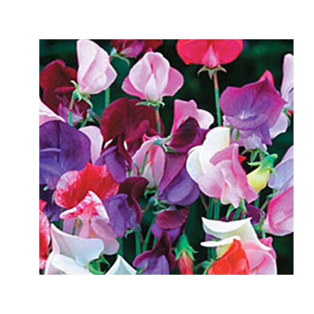 Graines de Pois de senteur Heirloom Bicolour Mix - Lathyrus odoratus grandiflora