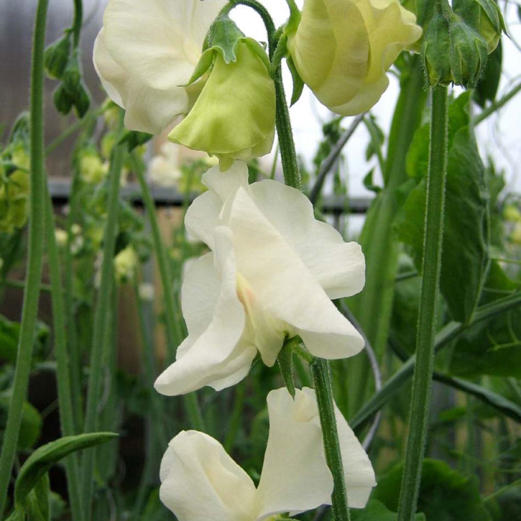 Graines de Pois de senteur Spring Sunshine Cream - Lathyrus odoratus