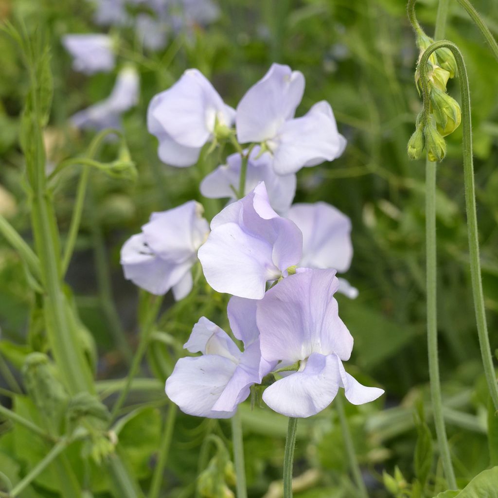 Graines de Pois de senteur Spring Sunshine Light Blue - Lathyrus odoratus