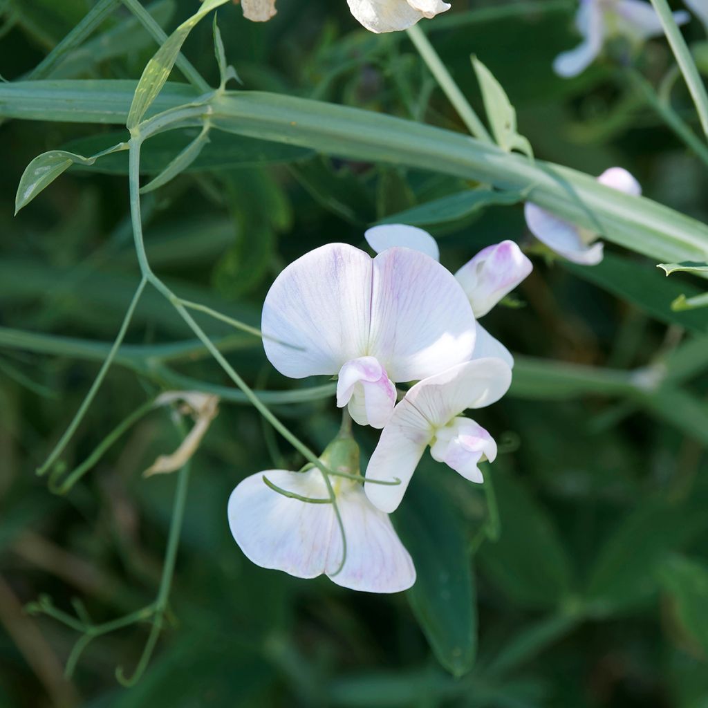 Graines de Pois de senteur White Pearl -  Lathyrus latifolius