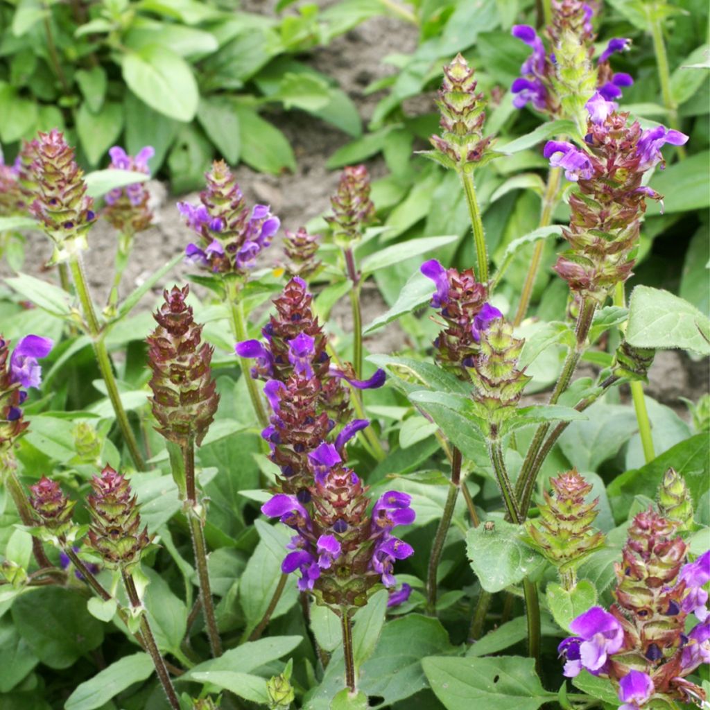 Graines de Prunella Grandiflora Freelander Blue - Brunelle à grandes fleurs