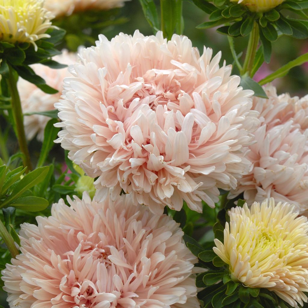 Graines de Reine-Marguerite King Size Apricot - Callistephus chinensis