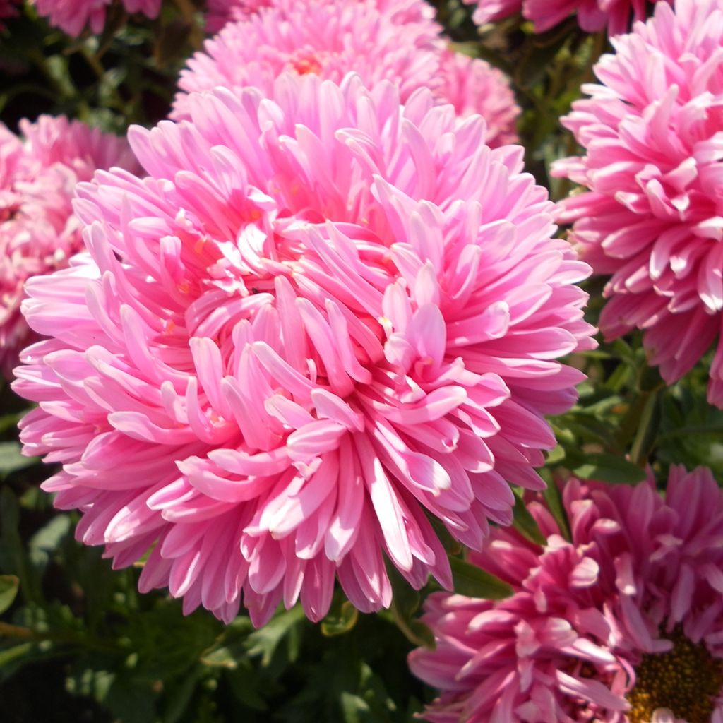 Graines de Reine-marguerite Duchesse en mélange