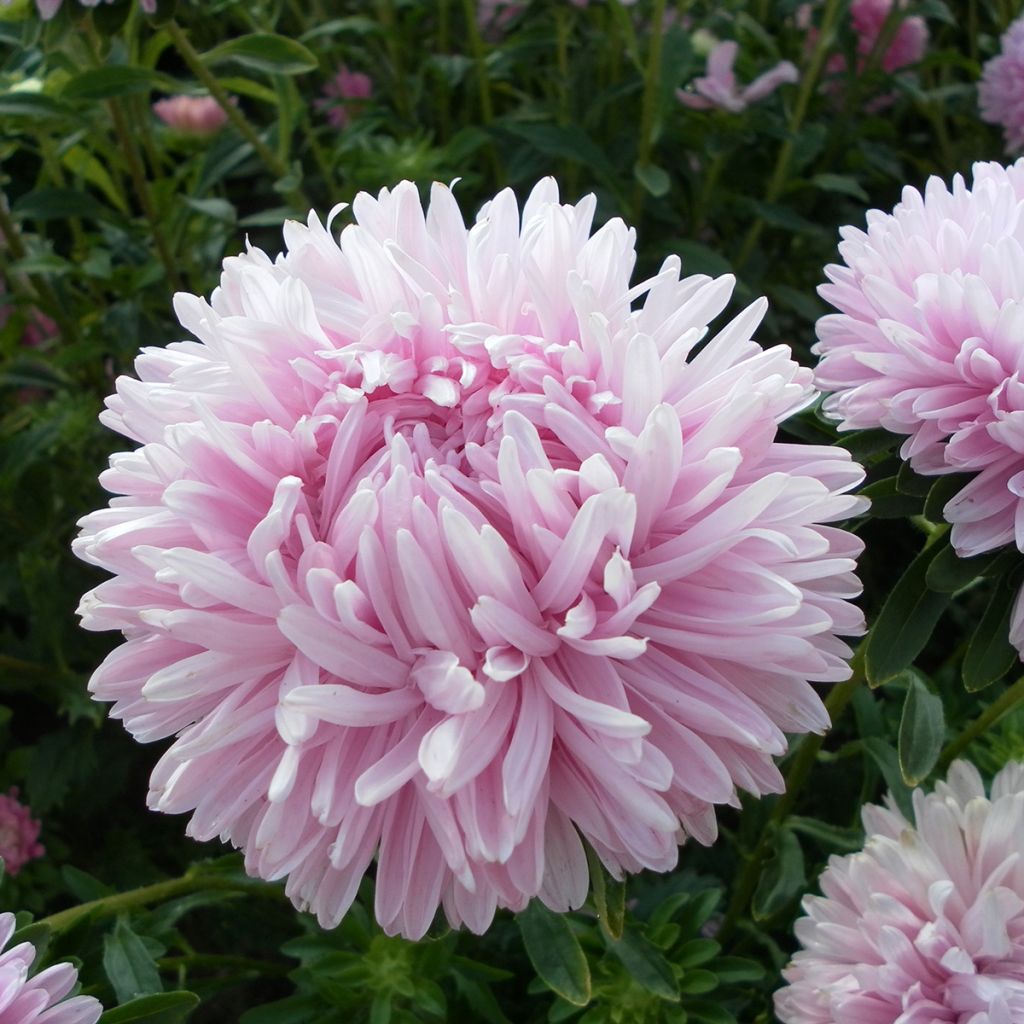 Graines de Reine-marguerite Duchesse en mélange