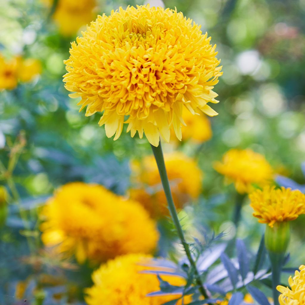 Graines de Rose d'Inde Mission Giant Yellow - Tagetes