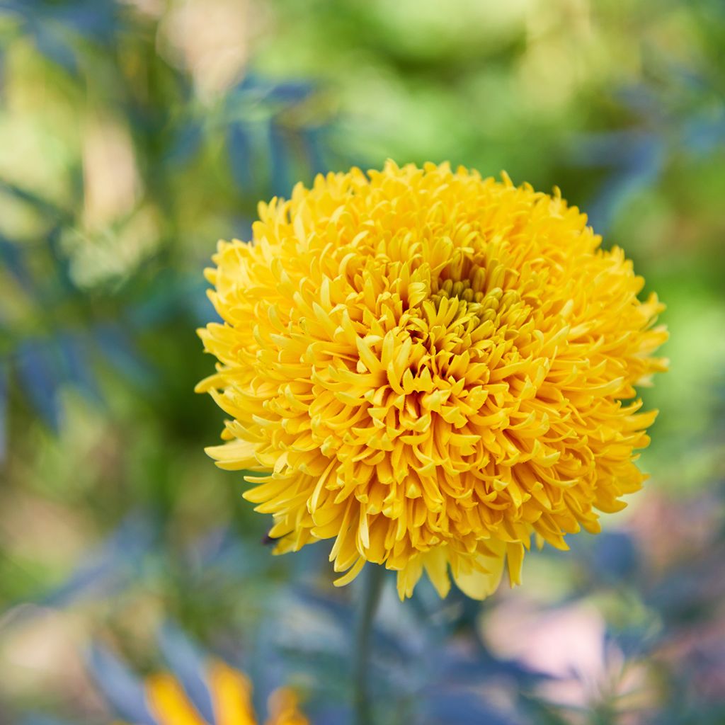 Graines de Rose d'Inde Mission Giant Yellow - Tagetes