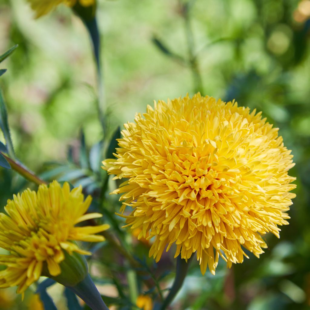 Graines de Rose d'Inde Mission Giant Yellow - Tagetes