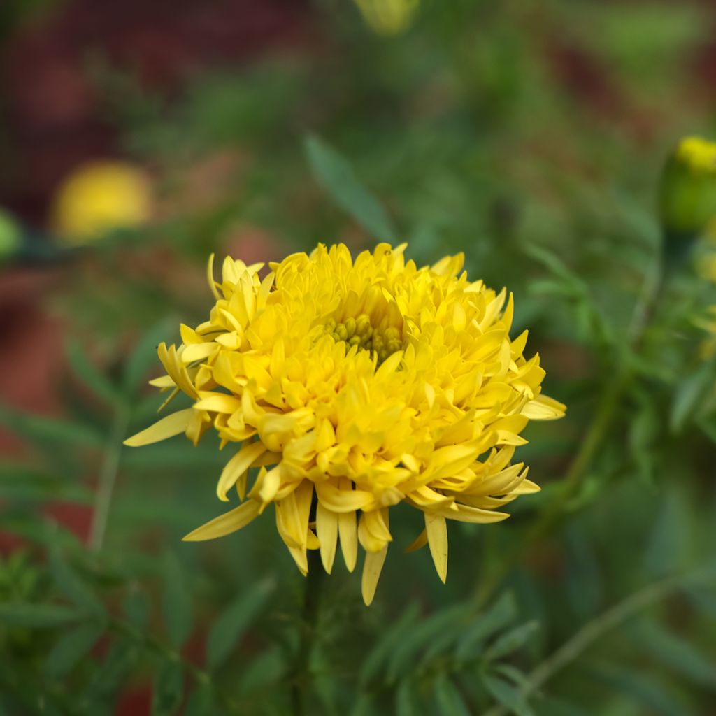 Graines de Rose d'Inde Mission Giant Yellow - Tagetes