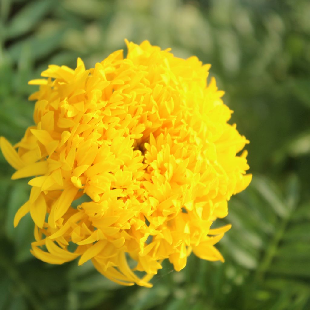 Graines de Rose d'Inde Mission Giant Yellow - Tagetes