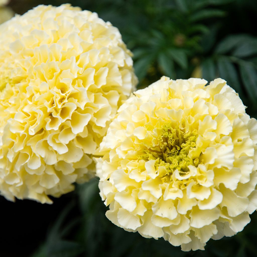 Graines de Rose d'Inde Whitegold Max - Tagetes erecta