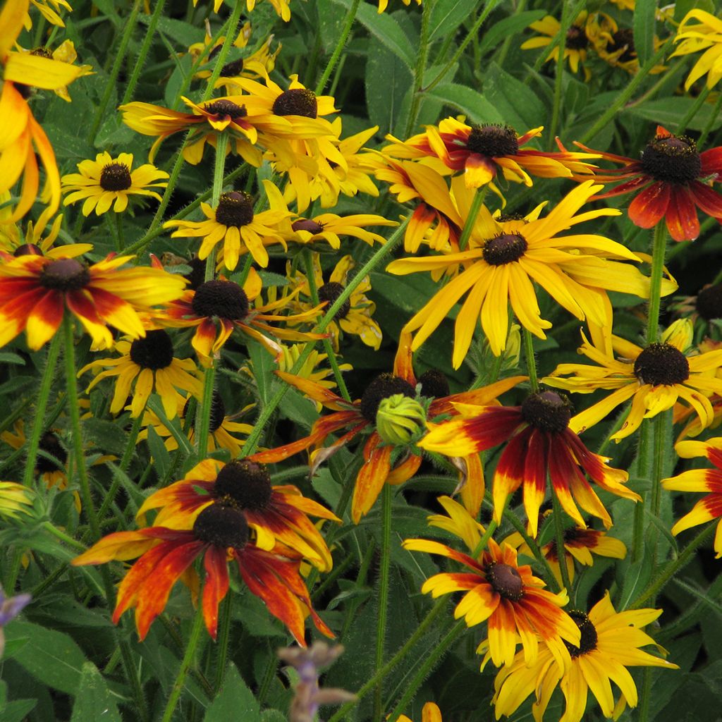 Graines de Rudbeckia Gloriosa Daisy - Rudbeckia hirta 