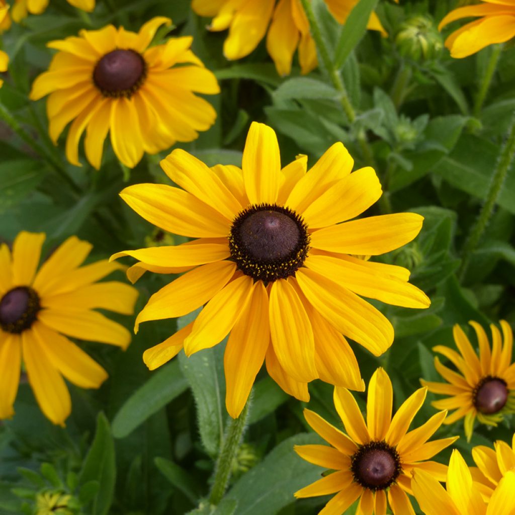 Graines de Rudbeckia annuel Marmalade BIO - Rudbeckia hirta