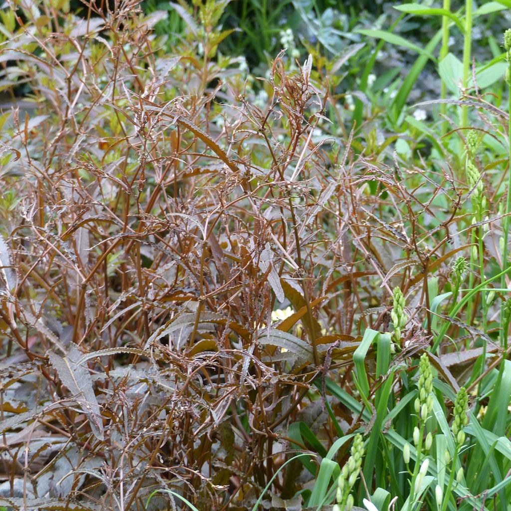 Oseille - Rumex flexuosus Twister - Graines