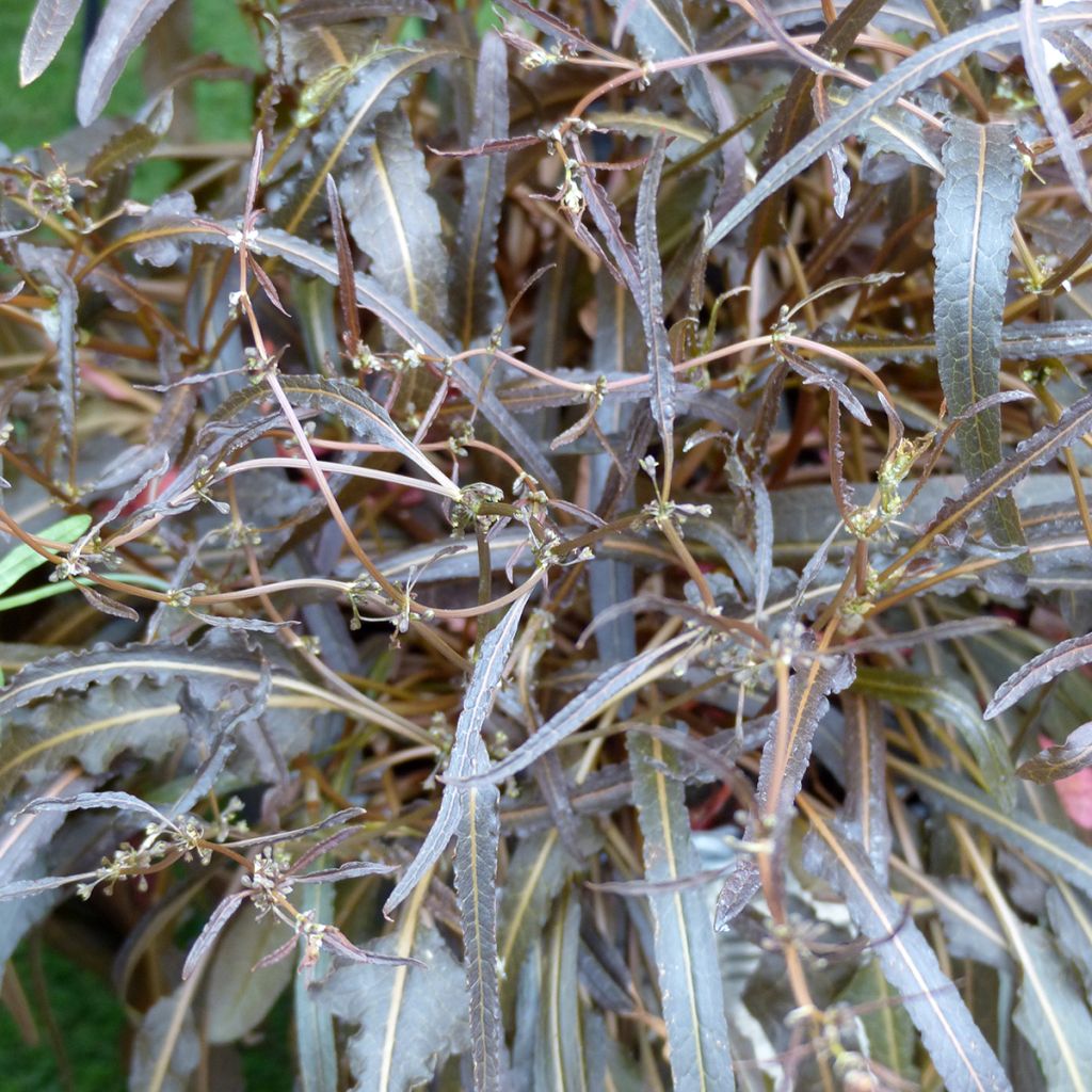 Oseille - Rumex flexuosus Twister - Graines