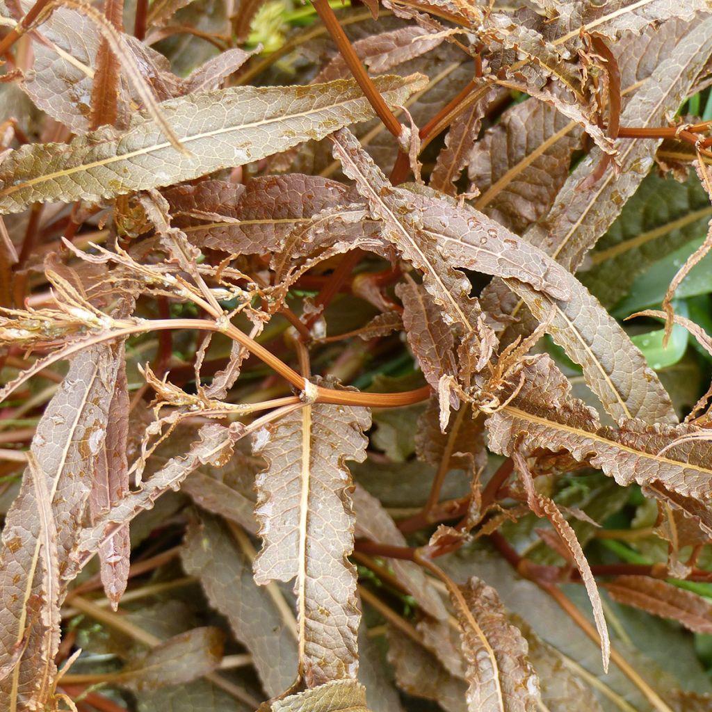 Oseille - Rumex flexuosus Twister - Graines