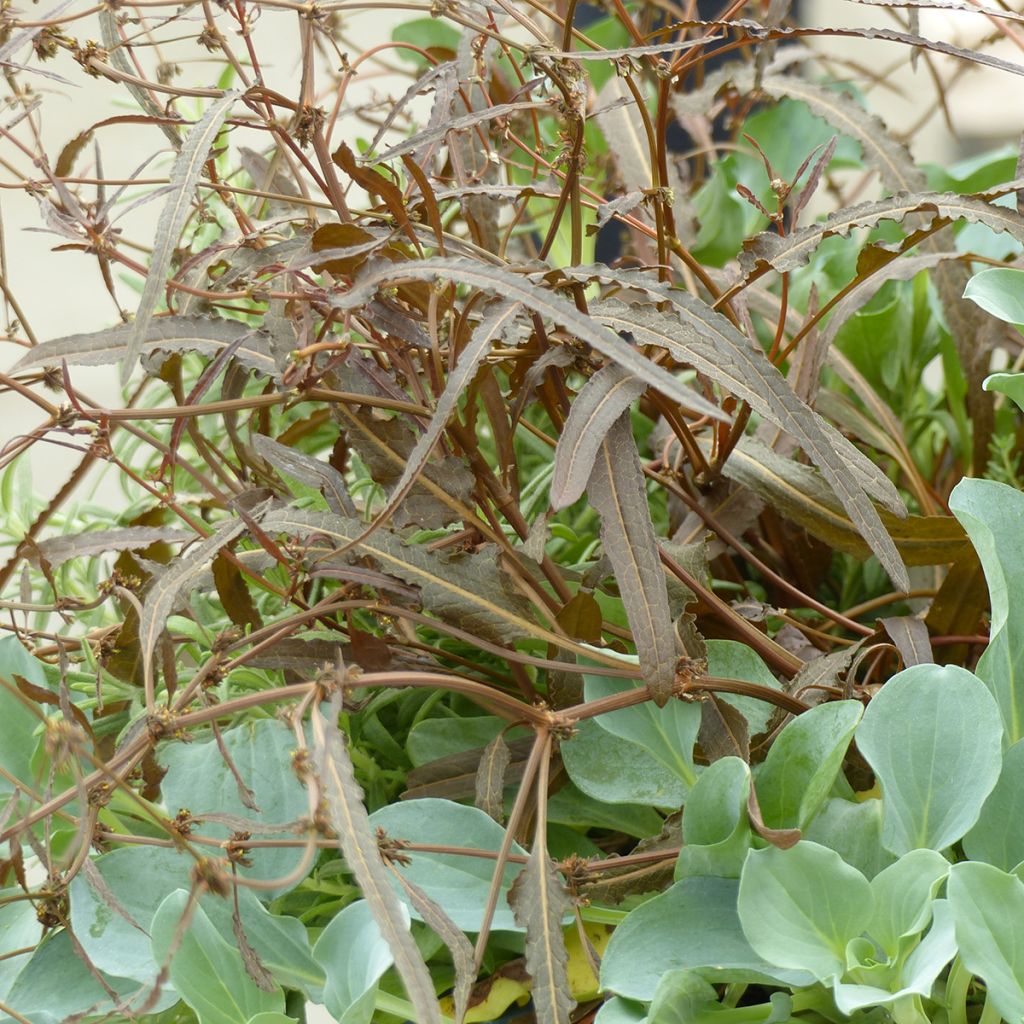 Oseille - Rumex flexuosus Twister - Graines