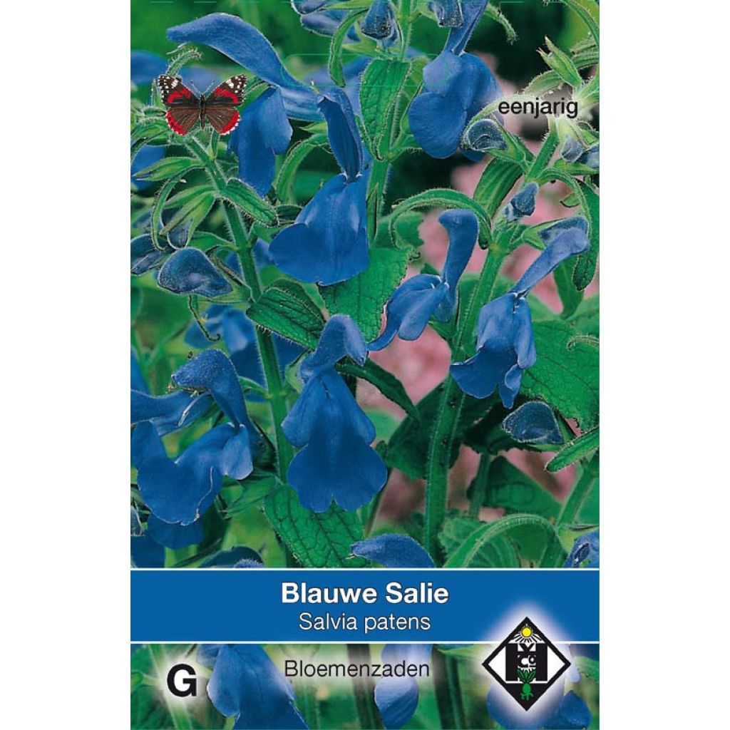 Graines de Salvia patens - Sauge gentiane