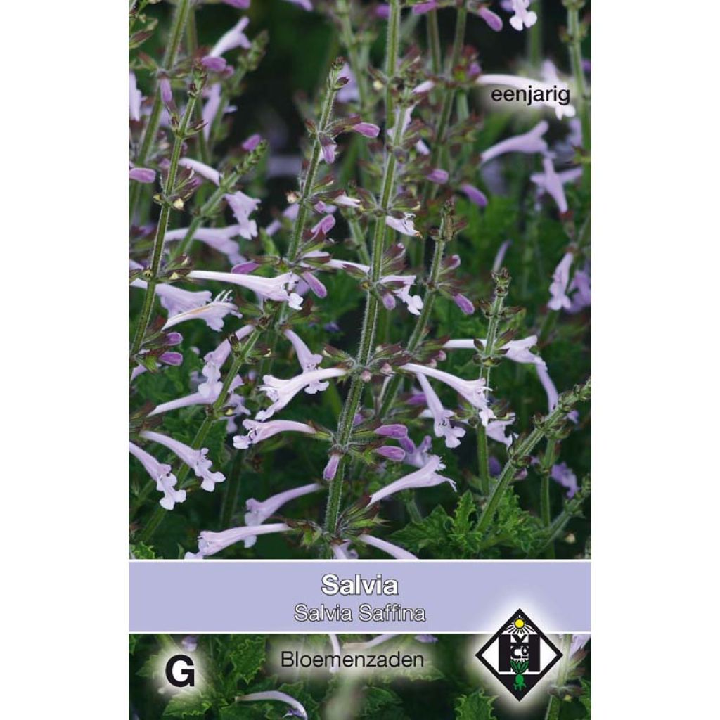 Graines de Salvia scabra Saffina - Sauge hérissée