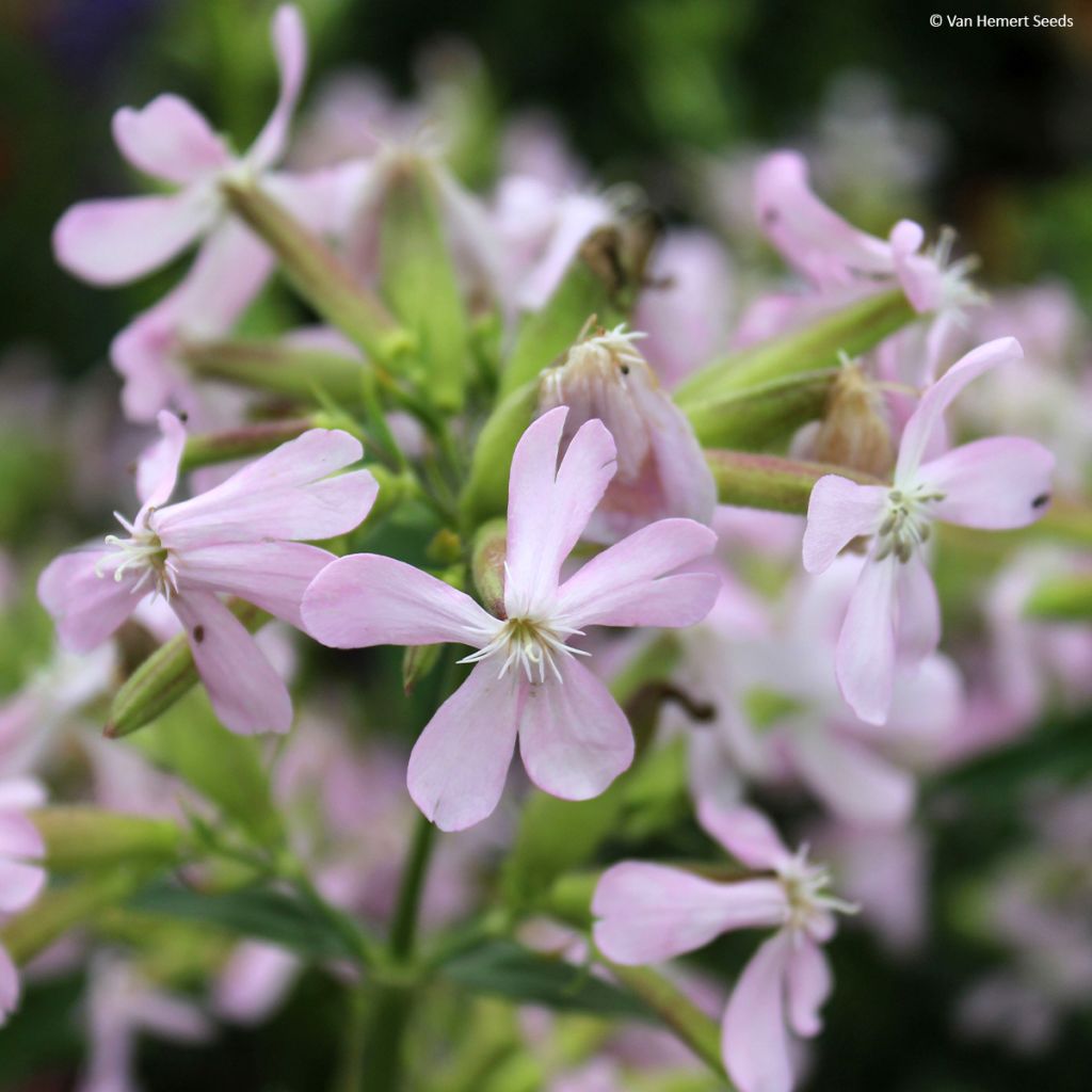 Graines de Saponaire de Montpellier - Saponaria ocymoides