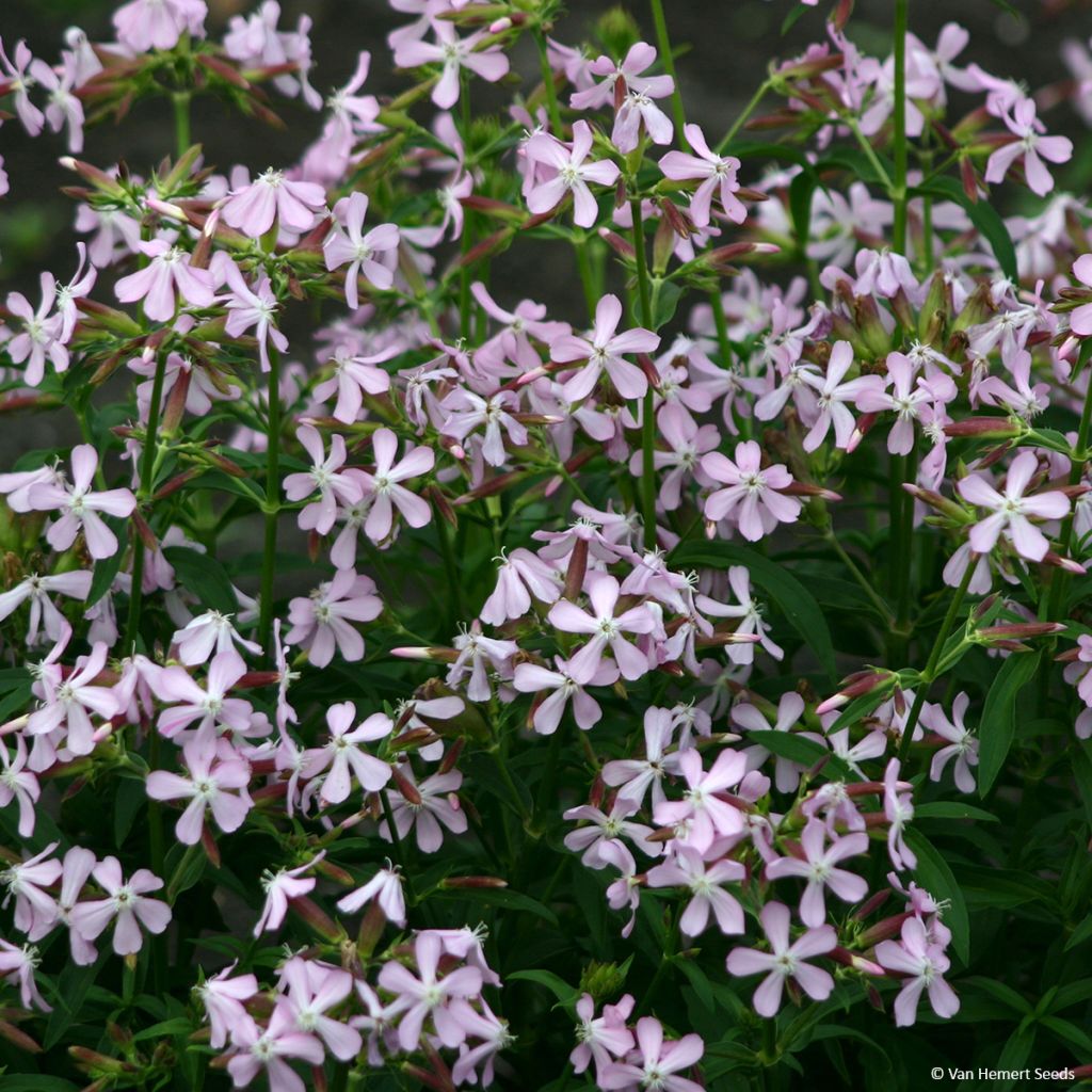 Graines de Saponaire de Montpellier - Saponaria ocymoides