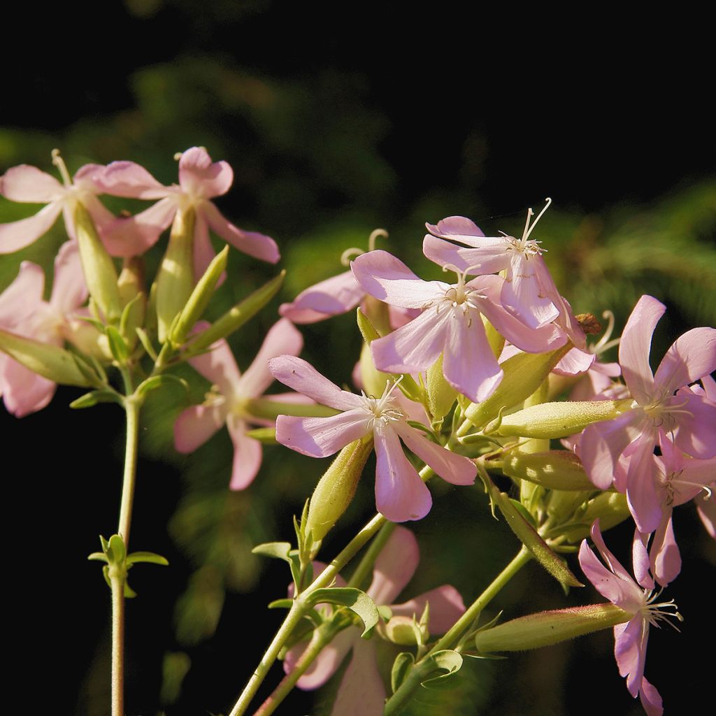 Graines de Saponaire officinale Graciella Pink - Saponaria officinalis