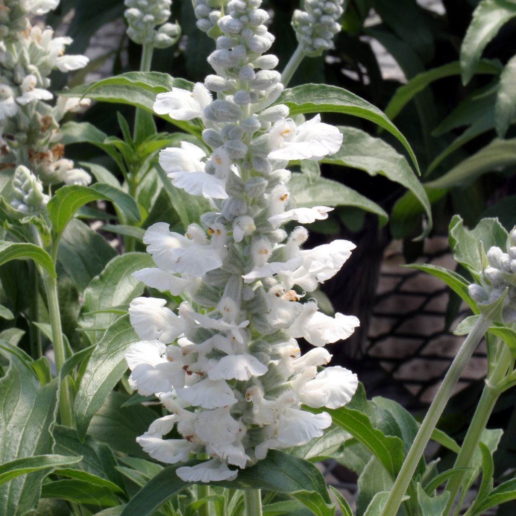 Graines de Sauge farineuse Cirrus White - Salvia farinacea