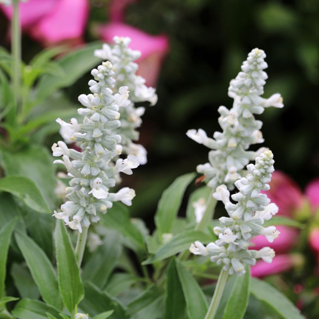 Graines de Sauge farineuse Cirrus White - Salvia farinacea