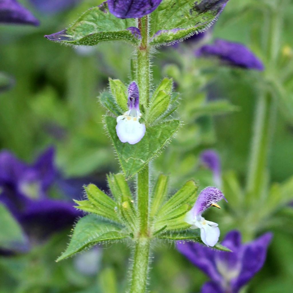 Graines de Sauge horminum Blue Monday - Sauge verte