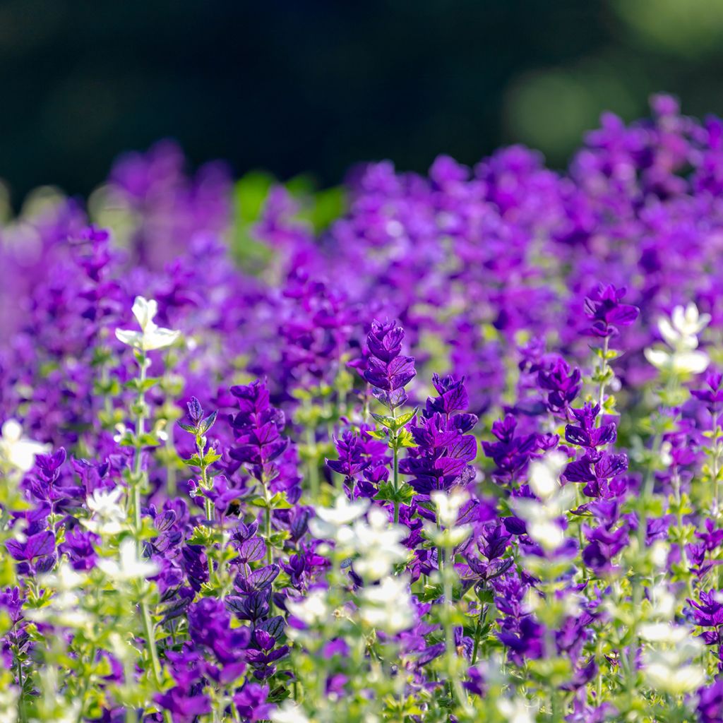 Graines de Sauge horminum Blue Monday - Sauge verte