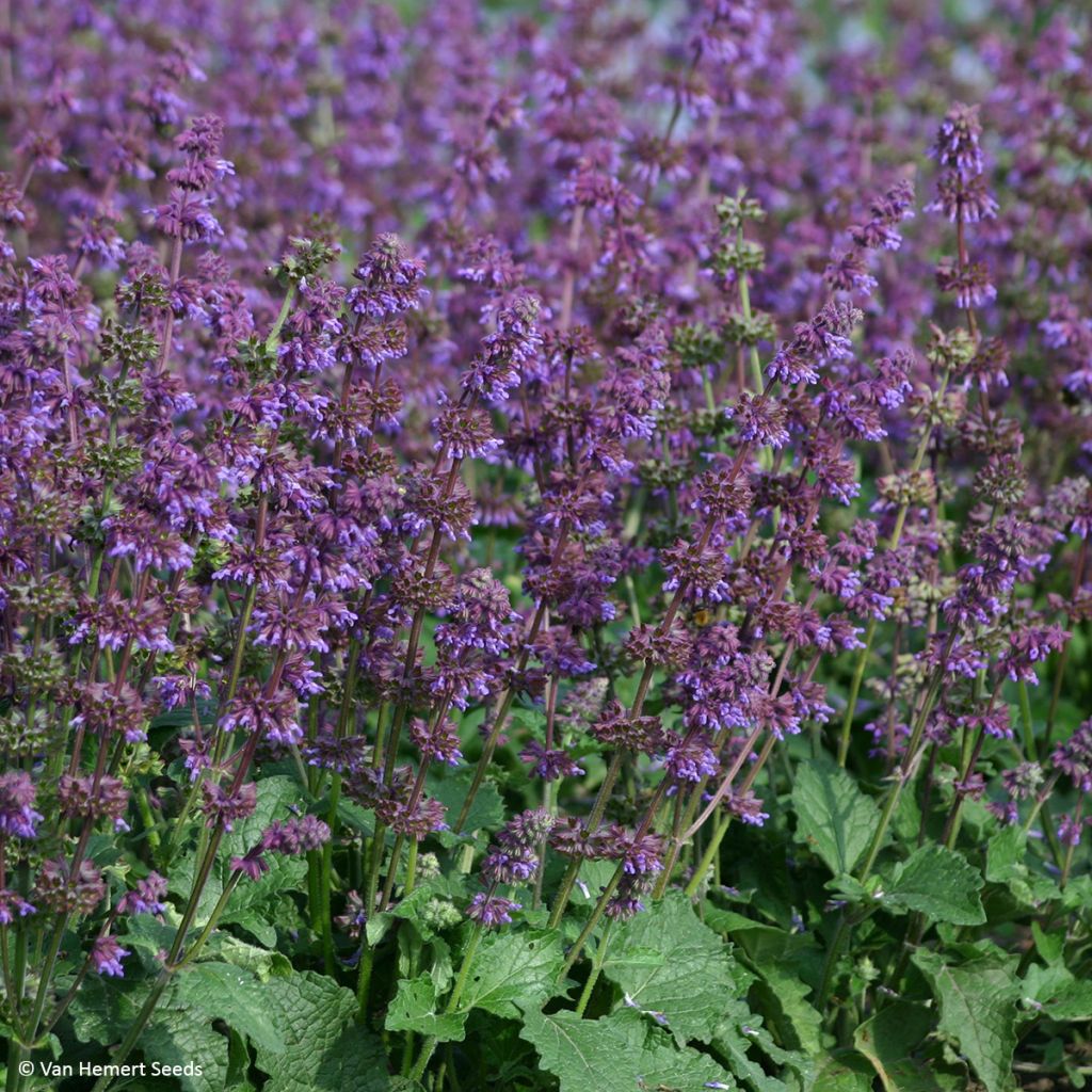 Graines de Sauge verticillée Purple Fairy Tale - Salvia verticillata