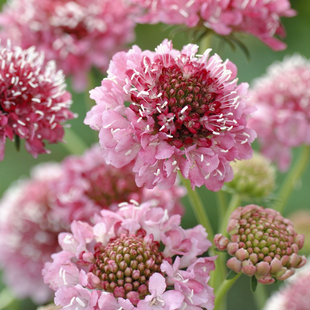 Graines de Scabieuse annuelle Salmon Queen - Scabiosa atropurpurea