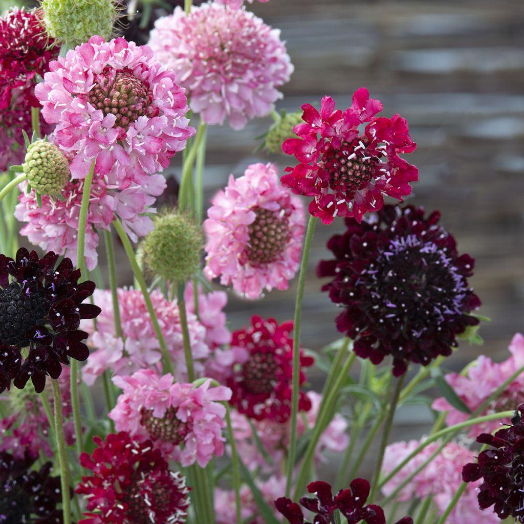 Graines de Scabieuse annuelle Summer Fruits - Scabiosa atropurpurea