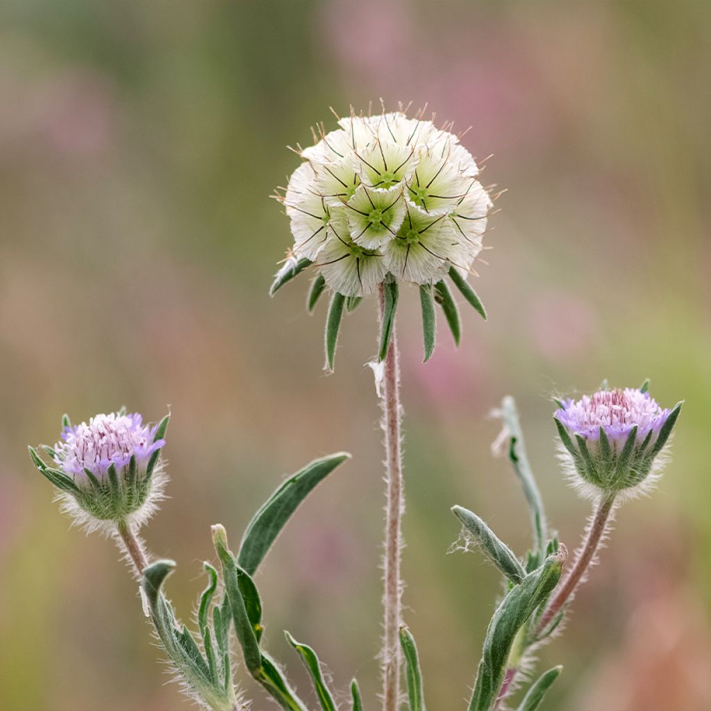 Graines de Scabieuse étoilée - Lomeliosa stellata