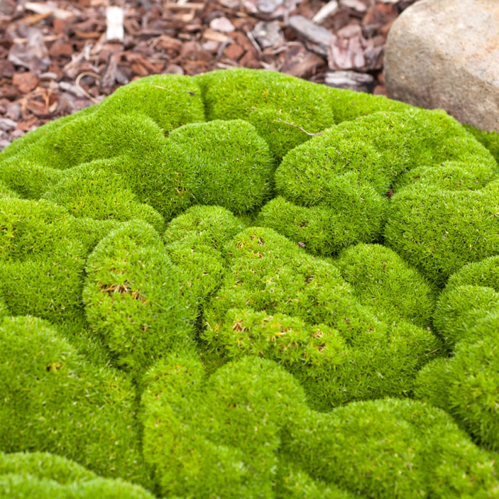 Graines de Scleranthus biflorus - Herbe de Canberra - Gnavelle