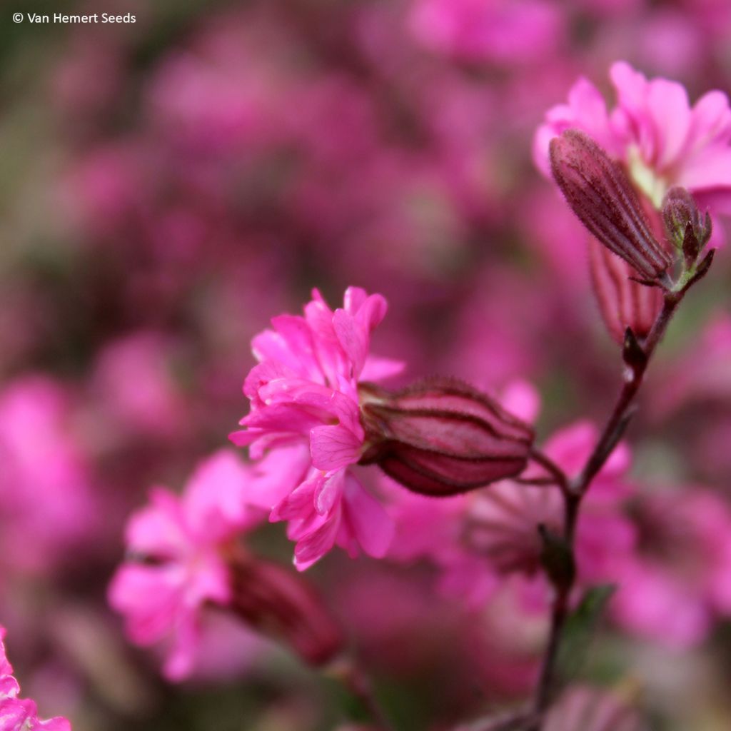 Graines de Silene pendula Sibella Carmine