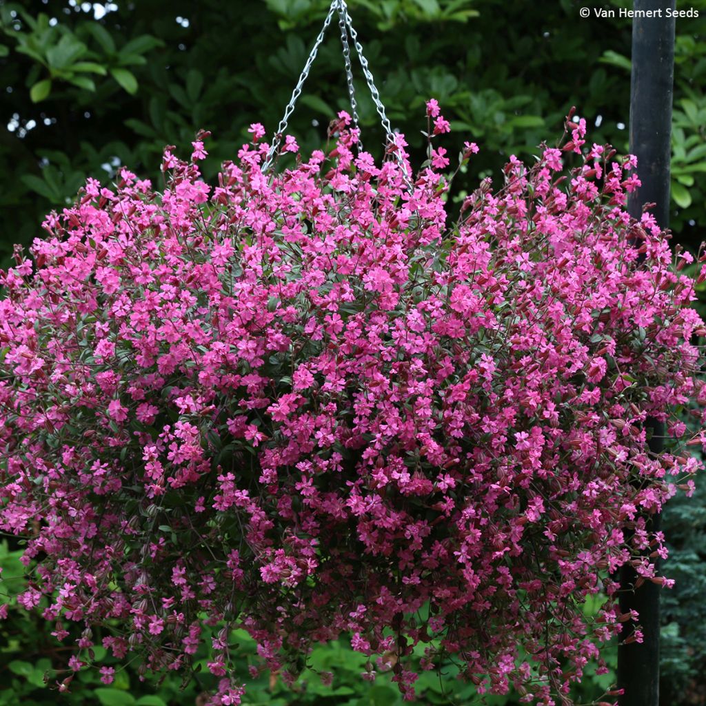 Graines de Silene pendula Sibella Carmine