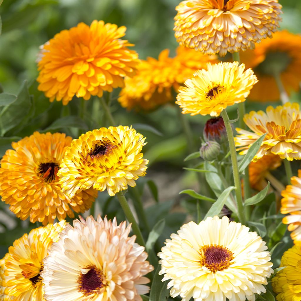 Graines de Calendula officinalis Playtime Mix BIO - Souci des jardins