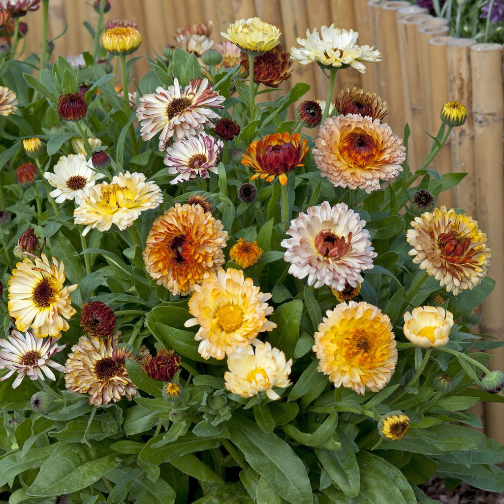 Graines de Calendula officinalis Playtime Mix BIO - Souci des jardins