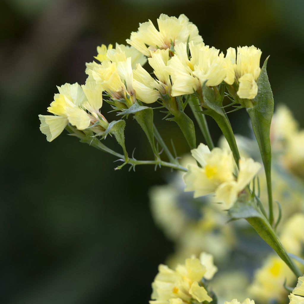 Graines de Limonium sinuatum subsp. bonduellei - Statice jaune